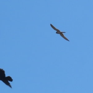 Falco cenchroides at Jerrabomberra, ACT - 16 Jul 2023