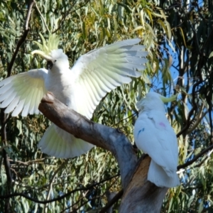 Cacatua galerita at Dickson, ACT - 16 Jul 2023