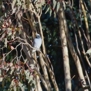 Coracina novaehollandiae at Jerrabomberra, ACT - 16 Jul 2023