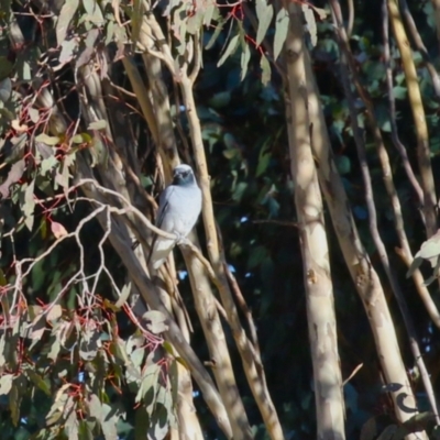 Coracina novaehollandiae (Black-faced Cuckooshrike) at Jerrabomberra, ACT - 16 Jul 2023 by RodDeb