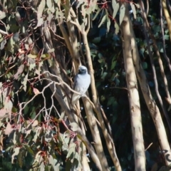 Coracina novaehollandiae at Jerrabomberra, ACT - 16 Jul 2023