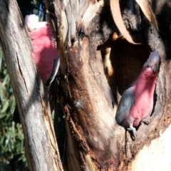 Eolophus roseicapilla (Galah) at Sullivans Creek, Lyneham South - 16 Jul 2023 by KaleenBruce