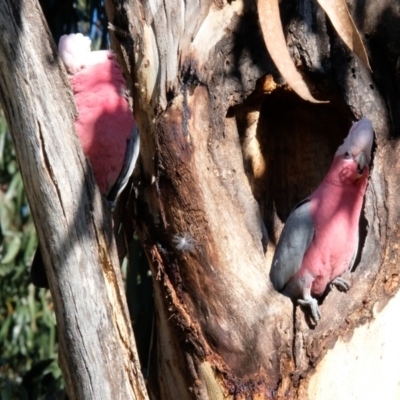 Eolophus roseicapilla (Galah) at Lyneham, ACT - 16 Jul 2023 by KaleenBruce