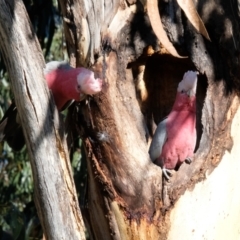 Eolophus roseicapilla at Lyneham, ACT - 16 Jul 2023