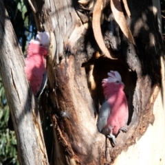 Eolophus roseicapilla at Lyneham, ACT - 16 Jul 2023