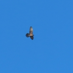 Falco berigora (Brown Falcon) at Symonston, ACT - 16 Jul 2023 by RodDeb