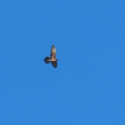 Falco berigora (Brown Falcon) at Symonston, ACT - 16 Jul 2023 by RodDeb