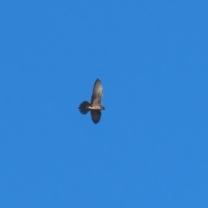 Falco berigora at Symonston, ACT - 16 Jul 2023 02:37 PM