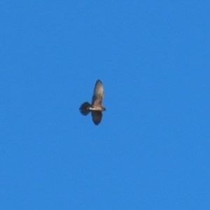 Falco berigora at Symonston, ACT - 16 Jul 2023