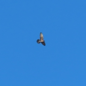 Falco berigora at Symonston, ACT - 16 Jul 2023 02:37 PM