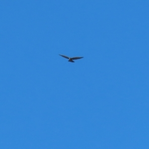 Falco berigora at Symonston, ACT - 16 Jul 2023