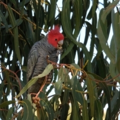 Callocephalon fimbriatum at Lyneham, ACT - 16 Jul 2023