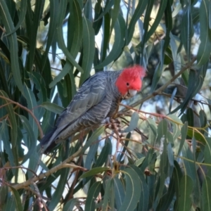 Callocephalon fimbriatum at Lyneham, ACT - 16 Jul 2023