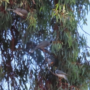 Manorina melanocephala at Symonston, ACT - 16 Jul 2023