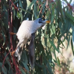 Manorina melanocephala at Symonston, ACT - 16 Jul 2023 02:21 PM