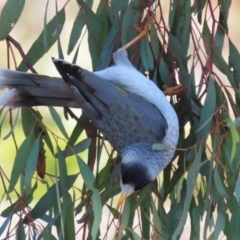 Manorina melanocephala at Symonston, ACT - 16 Jul 2023 02:21 PM