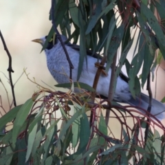 Manorina melanocephala at Symonston, ACT - 16 Jul 2023 02:21 PM