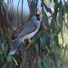 Manorina melanocephala at Symonston, ACT - 16 Jul 2023 02:21 PM