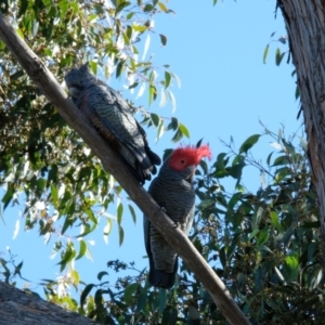 Callocephalon fimbriatum at Lyneham, ACT - 16 Jul 2023