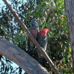 Callocephalon fimbriatum at Lyneham, ACT - suppressed