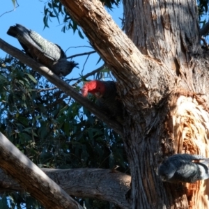 Callocephalon fimbriatum at Lyneham, ACT - 16 Jul 2023