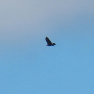 Aquila audax (Wedge-tailed Eagle) at Symonston, ACT - 16 Jul 2023 by RodDeb