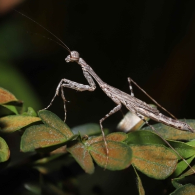 Unidentified Praying mantis (Mantodea) at Thornlands, QLD - 15 Jul 2023 by TimL