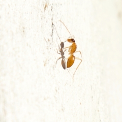 Camponotus claripes (Pale-legged sugar ant) at Higgins Woodland - 15 Jul 2023 by Trevor