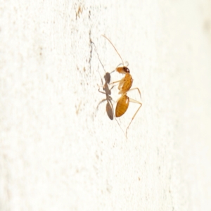 Camponotus claripes at Higgins, ACT - 15 Jul 2023