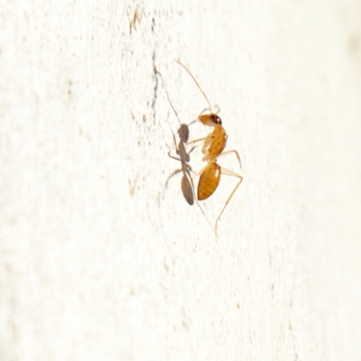 Camponotus claripes (Pale-legged sugar ant) at Higgins, ACT - 15 Jul 2023 by MichaelWenke