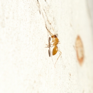 Camponotus claripes at Higgins, ACT - 15 Jul 2023 03:18 PM