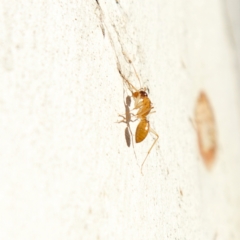 Camponotus claripes at Higgins, ACT - 15 Jul 2023