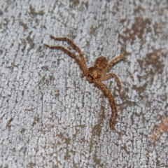Sparassidae (family) (A Huntsman Spider) at Higgins Woodland - 15 Jul 2023 by Trevor