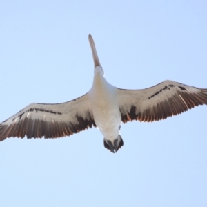 Pelecanus conspicillatus at Cleveland, QLD - 16 Jul 2023