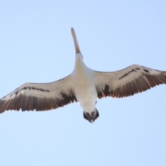 Pelecanus conspicillatus (Australian Pelican) at Cleveland, QLD - 16 Jul 2023 by TimL