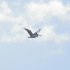 Pelecanus conspicillatus at Cleveland, QLD - 16 Jul 2023