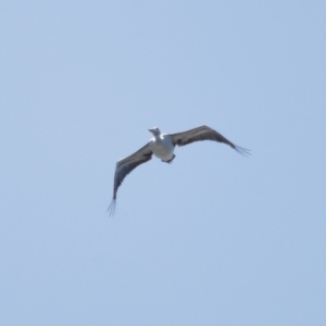 Pelecanus conspicillatus at Cleveland, QLD - 16 Jul 2023