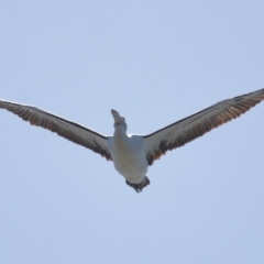 Pelecanus conspicillatus at Cleveland, QLD - 16 Jul 2023