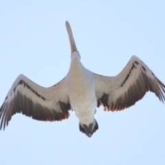 Pelecanus conspicillatus at Cleveland, QLD - 16 Jul 2023