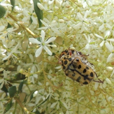 Neorrhina punctata (Spotted flower chafer) at Pollinator-friendly garden Conder - 7 Jan 2023 by michaelb