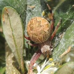 Salsa fuliginata (Sooty Orb-weaver) at Conder, ACT - 7 Jan 2023 by michaelb