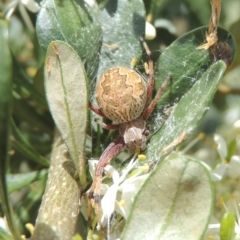 Salsa fuliginata at Conder, ACT - 7 Jan 2023 12:21 PM