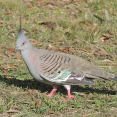 Ocyphaps lophotes (Crested Pigeon) at Tuggeranong Homestead A.C.T. - 15 Jul 2023 by michaelb