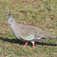 Ocyphaps lophotes (Crested Pigeon) at Richardson, ACT - 15 Jul 2023 by MichaelBedingfield