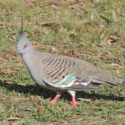 Ocyphaps lophotes (Crested Pigeon) at Tuggeranong Homestead - 15 Jul 2023 by michaelb