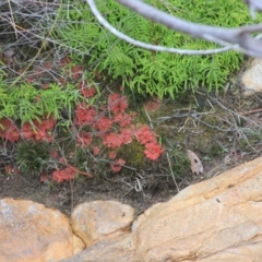 Drosera spatulata (Common Sundew) at Nullica State Forest - 14 Jul 2023 by mahargiani