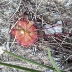 Drosera spatulata at Lochiel, NSW - 14 Jul 2023 02:35 PM