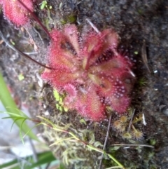 Drosera spatulata at Lochiel, NSW - 14 Jul 2023 02:35 PM