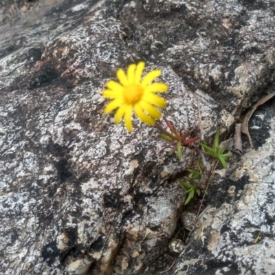 Senecio madagascariensis (Madagascan Fireweed, Fireweed) at Nullica State Forest - 14 Jul 2023 by mahargiani