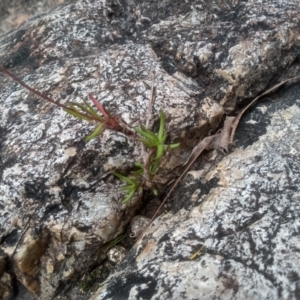 Senecio madagascariensis at Nethercote, NSW - 14 Jul 2023 02:38 PM